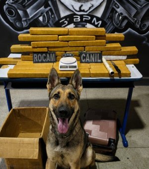 Casal é preso por tráfico ao ser flagrado com 25 kg de maconha em Arapiraca