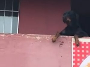 [Vídeo] Foliões cantam para cachorro na sacada que observa bloco passar
