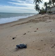 Soltura de tartarugas marinhas no litoral alagoano é transmitida pelas redes sociais