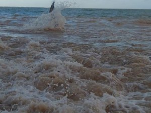 Baleia encalhada na Barra de Santo Antônio é reintroduzida ao mar