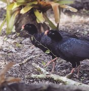 Mutum-de-alagoas, ave considerada extinta, volta ao ambiente após 30 anos