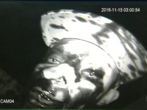 [Vídeo] Ladrão desastrado cai em vala de óleo de motor ao invadir oficina mecânica