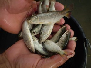 Peixe não encontrado há mais de 40 anos no 'Velho Chico' está de volta em AL