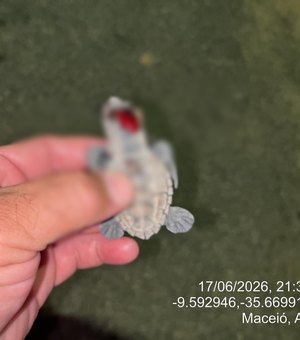 Filhotes de tartarugas morrem após desorientação causada por fotopoluição em praia de Maceió