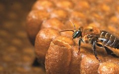 Com apoio da Seagri, curso disseminará técnicas de criação de abelhas sem ferrão (Fotos: Divulgação e Ascom)