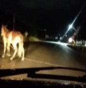 Motoristas registram animais no meio da rodovia AL-101 Norte, em Maragogi