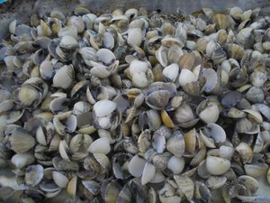 Contaminação: resquícios de óleo são encontrados em massunim