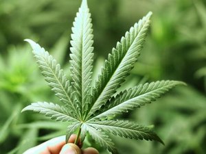 Delegado é preso no DF por produzir maconha em 'escala industrial'