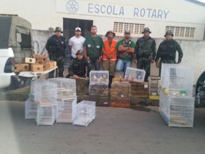 Escola pública é suspeita de ter rinha de pássaros