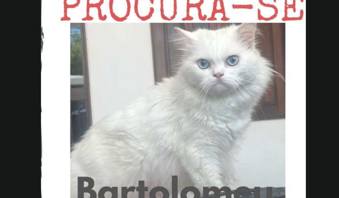 Família procura gato surdo desaparecido no bairro Nilo Coelho, em Arapiraca