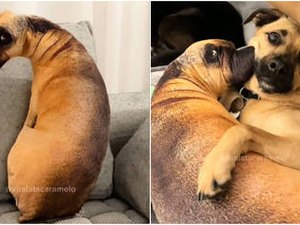 Cachorro se surpreende ao ver almofada com a cara dele, e estofado confunde internautas