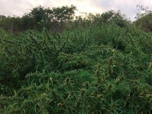 Polícia troca tiros com suspeitos e encontra roça com mais de 2 mil pés de maconha 