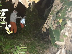 Bombeiros contêm enxame de abelhas em prédio da prefeitura de São Miguel dos Campos