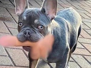 Cachorro foge com pênis de borracha e deixa dona apavorada