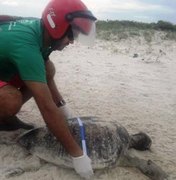 Cinco tartarugas encalham e morrem em praias de Maceió