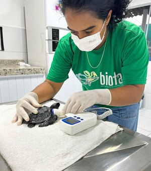 Filhotes de tartarugas-marinhas são encontrados em praias de Alagoas