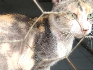 [Vídeo] Ong acolhe quase 100 animais em Palmeira dos Índios e precisa de doações
