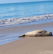 Não quer ir embora: elefante-marinho decide permanecer na Barra de Santo Antônio e segue sendo monitorado