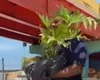 Mulher é flagrada furtando planta ornamental do Renasce Salgadinho e caso repercute nas redes sociais