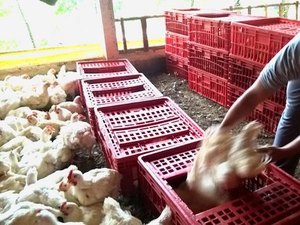 Apanhador de frango: conheça um dos piores empregos do país