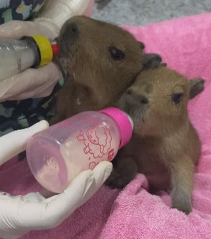 Filhotes de capivara são resgatados na Via Dutra e recebem leite na mamadeira