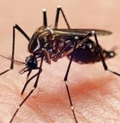 Alagoas registra queda de mais de 60% nos casos de dengue