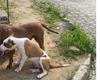 Dois cachorros pitbull são encontrados amarrados, em Arapiraca