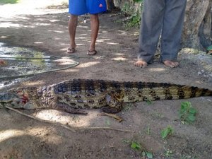 Jacaré é encontrado e abatido por moradores na Barra de São Miguel