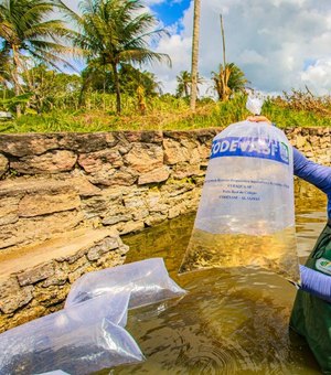 Prefeitura e Codevasf realizam a entrega de 22 mil alevinos aos produtores rurais de Arapiraca