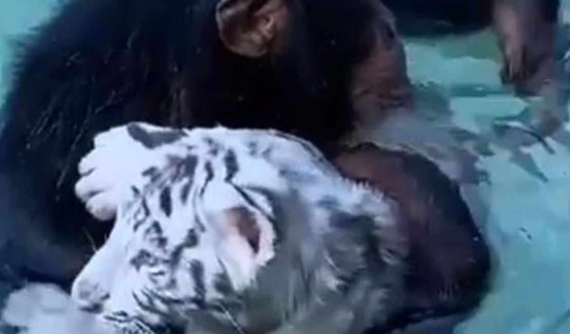 Chimpanzé resgata tigre em piscina de reserva de personagem de 'Tiger King