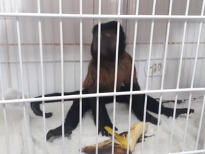  Macaco prego é resgatado em praça no município de Delmiro Gouveia