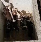 Homem é detido por abandonar filhotes de cachorro no bairro do Pinheiro