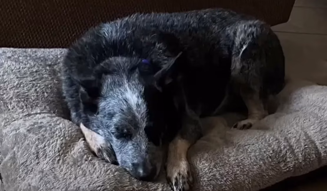 Cão sobrevive às enchentes no Texas em máquina de lavar e reencontra a família dias depois