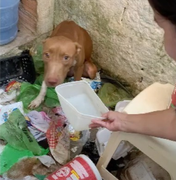 Pitbull é adotada depois de ser vítima de maus-tratos em Maceió