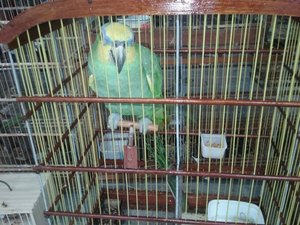 Batalhão Ambiental resgata animais silvestres em cidades do interior