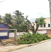 Demolição de árvores em escola causa polêmica no Passo de Camaragibe