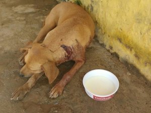 Populares encontram cadela agonizando de dor após ser baleada
