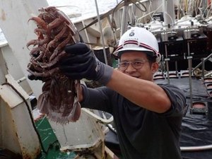 Cientistas encontram 'barata gigante' que vive no fundo do mar