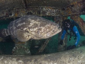 Prêmio de conservação da biodiversidade marinha prorroga inscrições