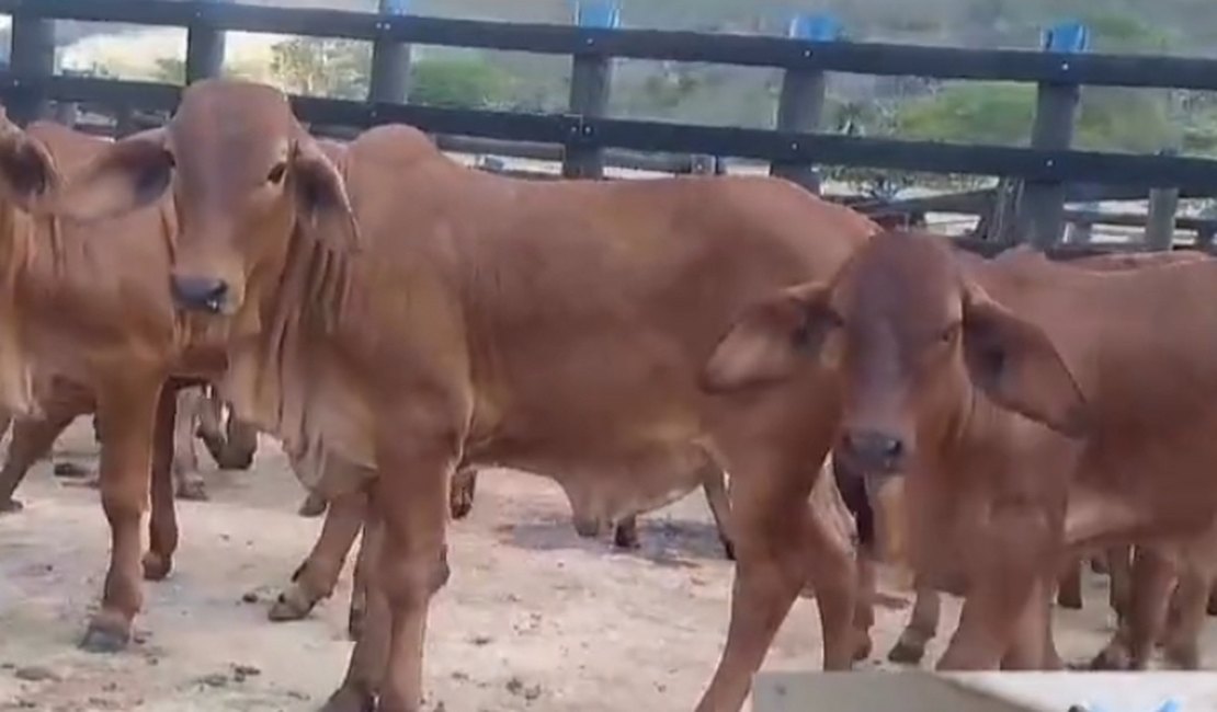 Vacas e bezerros furtados de propriedade rural de Mata Grande são abandonadas em estrada vicinal