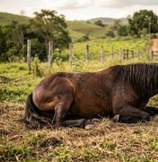 Empresa de ração pode ter bens bloqueados após morte de 80 cavalos em AL