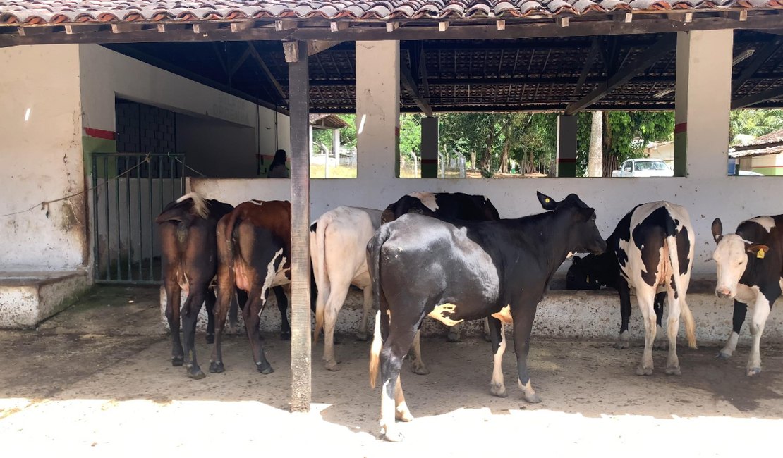 Adeal certifica primeiro estabelecimento com Criação Livre de Brucelose de Alagoas