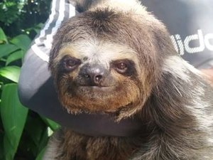 Animais silvestres são apreendidos dentro de propriedade particular na zona rural de Campo Alegre