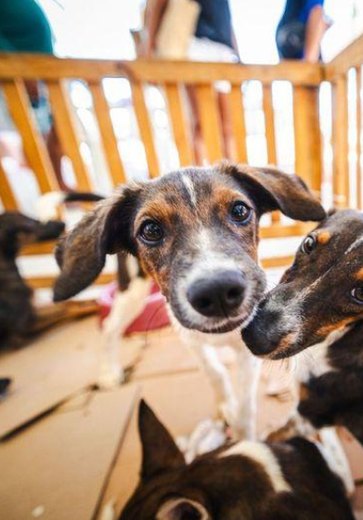 Levantamento revela os nomes favoritos de animais de estimação em Alagoas
