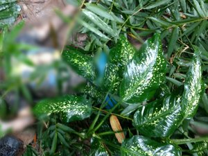 Corpo de jovem desaparecido é encontrado decapitado em grota de Maceió