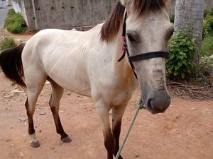 Prefeitura intensifica a captura de animais soltos nas ruas de Palmeira