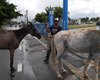 Saiba como solicitar à UVZ de Maceió a captura de animais em vias públicas