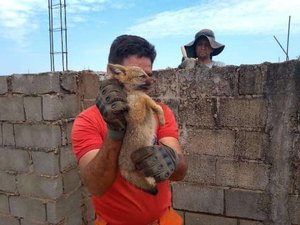 Filhote de raposa é capturado em posto de combustíveis na BR-104