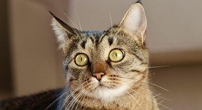 Gato é encontrado morto a tiros em rua de Arapiraca; caso será investigado