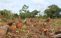 Ação conjunta flagra desmatamento e multa Prefeitura e responsáveis por loteamento